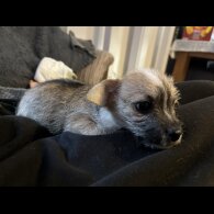 Chihuahua - Both