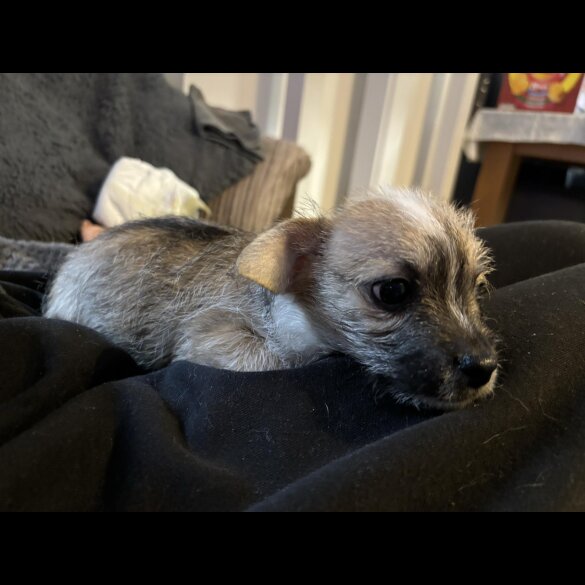 Chihuahua - Both