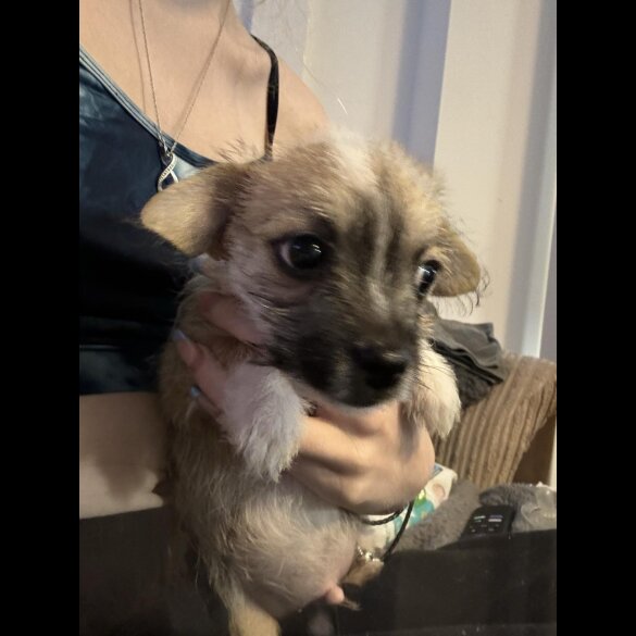Chihuahua - Both