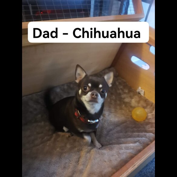Chihuahua - Both