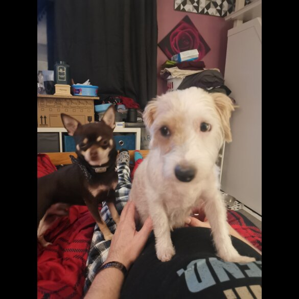 Chihuahua - Both