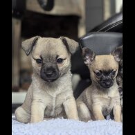 Mixed Breed - Bitches