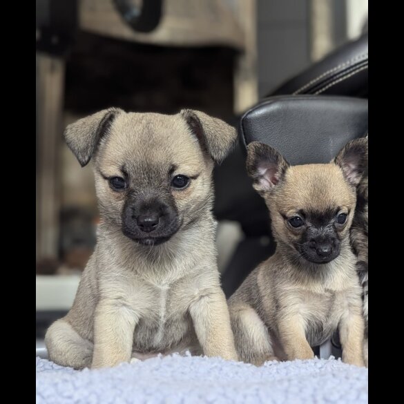 Mixed Breed - Bitches