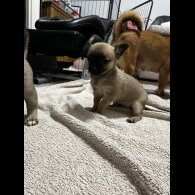 Mixed Breed - Bitches