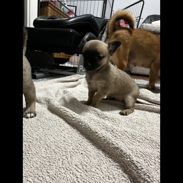 Mixed Breed - Bitches