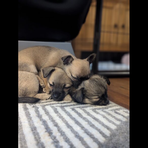 Mixed Breed - Bitches