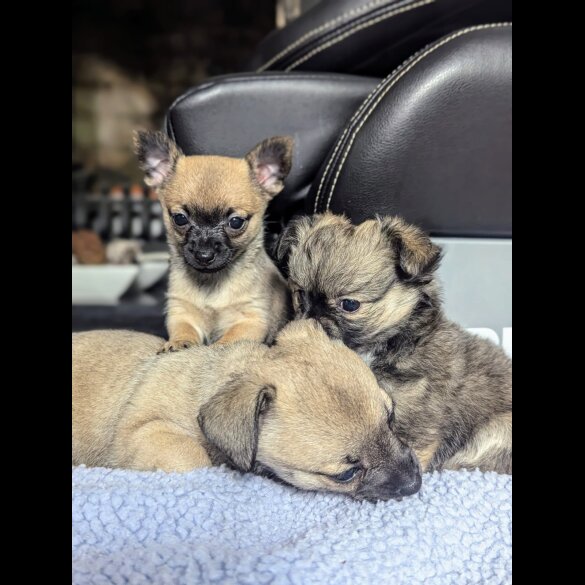 Mixed Breed - Bitches