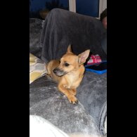 Mixed Breed - Bitches