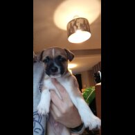 Jack Russell - Both