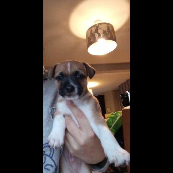 Jack Russell - Both