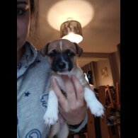 Jack Russell - Both