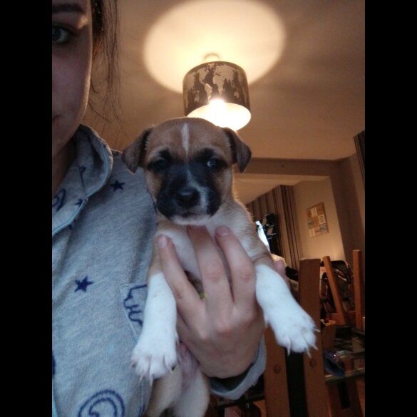 Jack Russell - Both