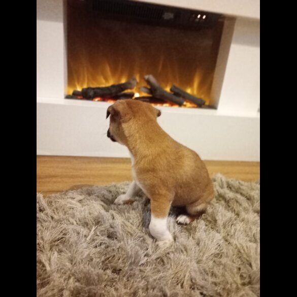 Jack Russell - Both