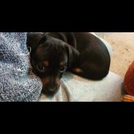 Jack Russell - Bitches
