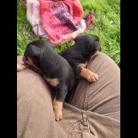 Jack Russell - Bitches