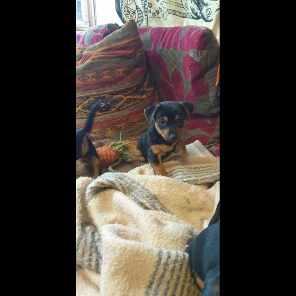 Jack Russell - Bitches