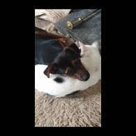 Jack Russell - Bitches
