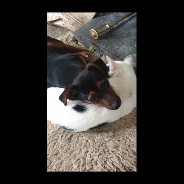 Jack Russell - Bitches