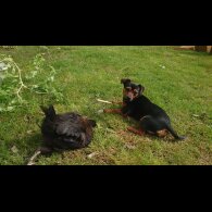 Jack Russell - Bitches