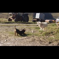 Jack Russell - Bitches