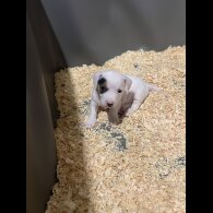 Jack Russell - Both
