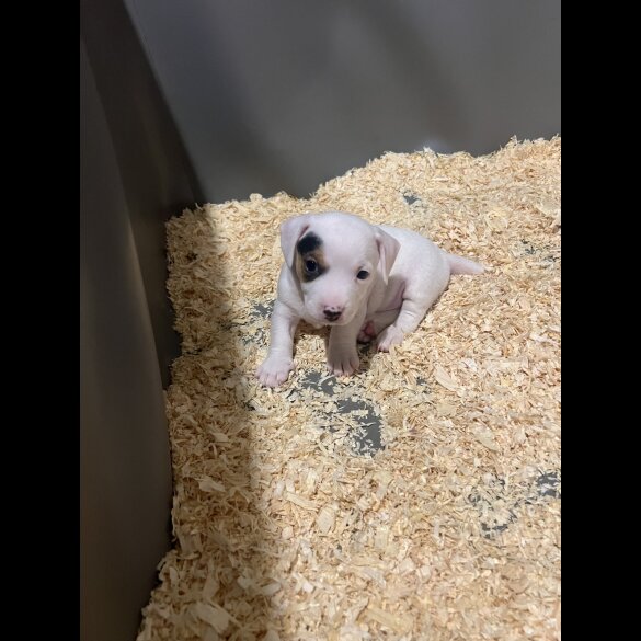 Jack Russell - Both