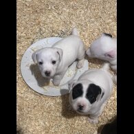 Jack Russell - Both