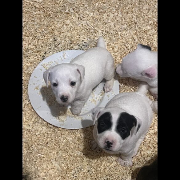 Jack Russell - Both