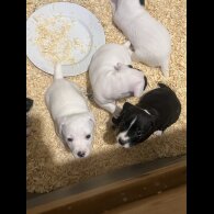 Jack Russell - Both