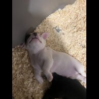 Jack Russell - Both