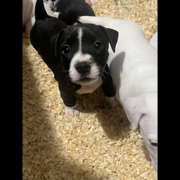 Jack Russell - Both