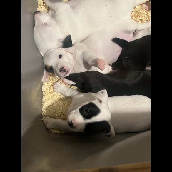 Jack Russell - Both