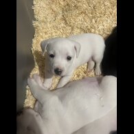 Jack Russell - Both