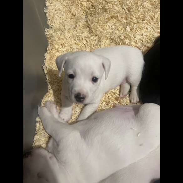 Jack Russell - Both