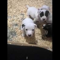 Jack Russell - Both