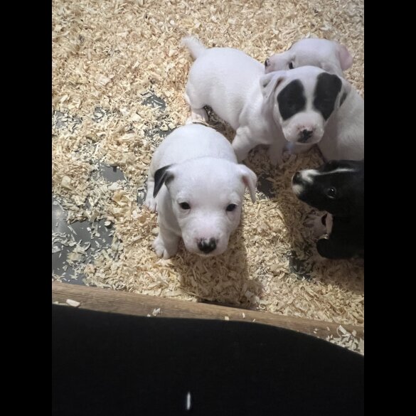 Jack Russell - Both
