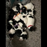 Jack Russell - Both