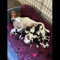 Jack Russell - Both