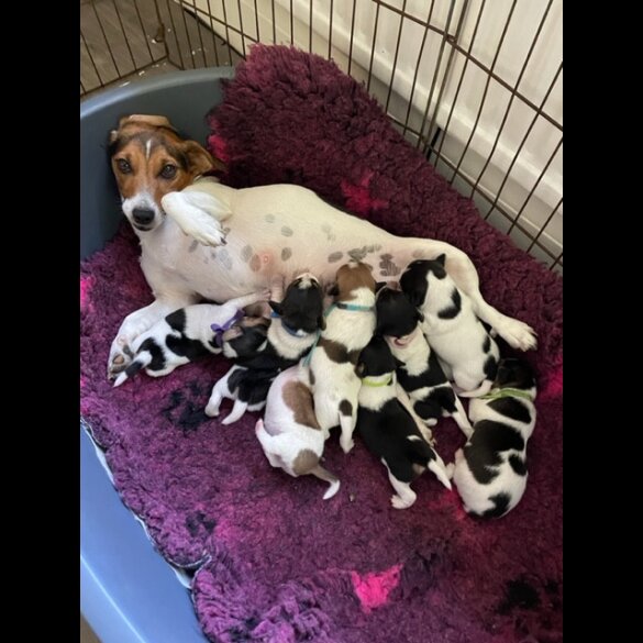 Jack Russell - Both