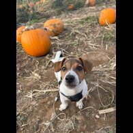 Jack Russell - Both