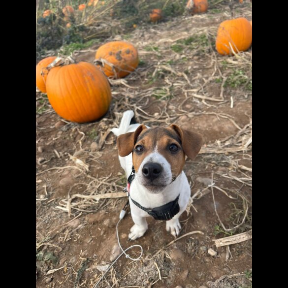 Jack Russell - Both