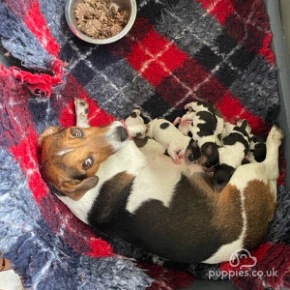 Jack Russell - Both