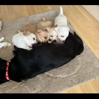 Jack Russell - Dogs