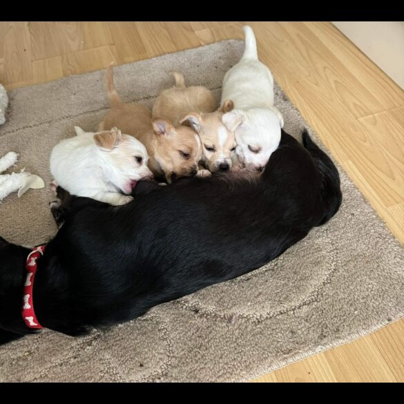 Jack Russell - Dogs