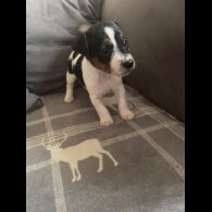Jack Russell - Both