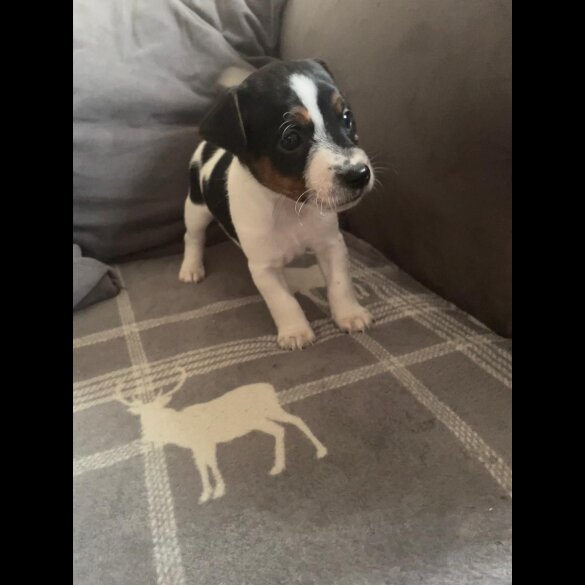 Jack Russell - Both