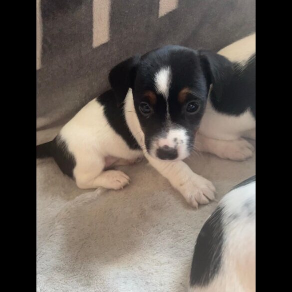 Jack Russell - Both