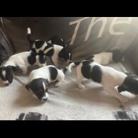 Jack Russell - Both