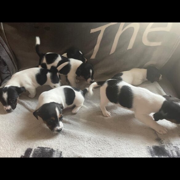 Jack Russell - Both