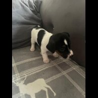 Jack Russell - Both